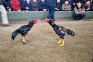 开封斗鸡视频,千年古都的传奇竞技风采