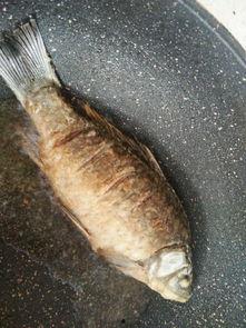 鲫鱼做法视频,视频教学，轻松学会美味鲫鱼做法