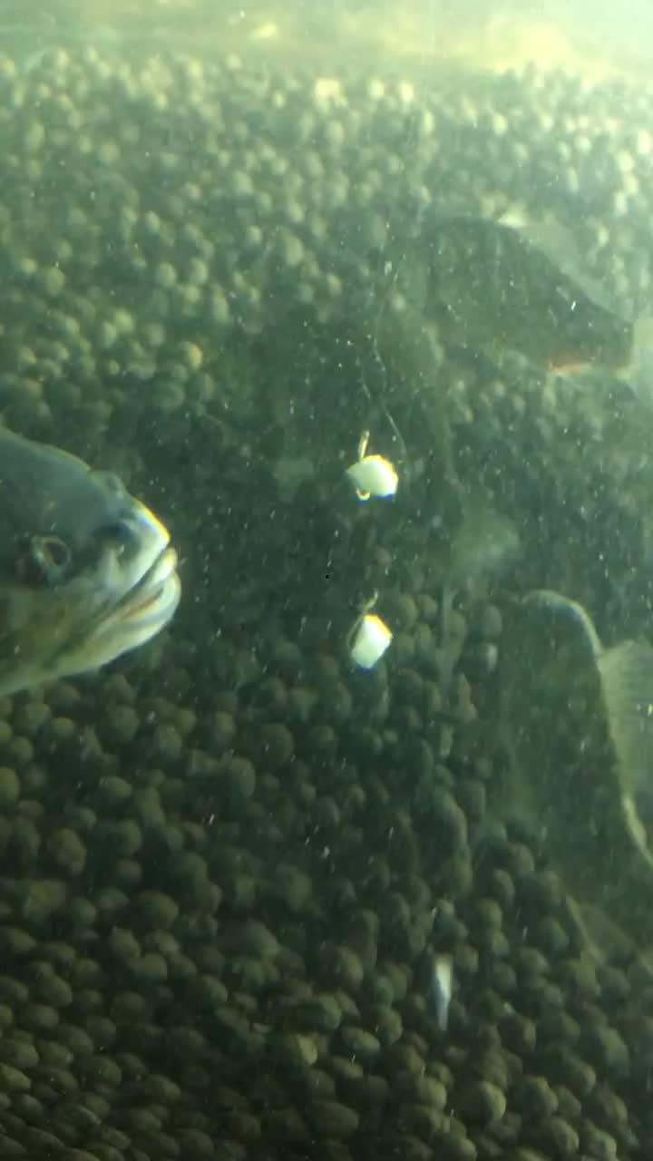 吃鱼视频,跟随吃鱼视频，解锁烹饪鱼的秘诀与技巧