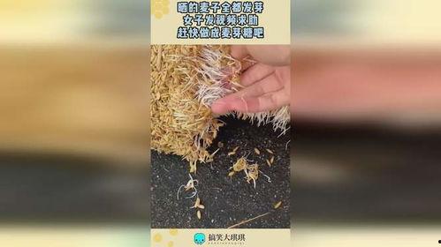 麦芽糖视频,甜蜜背后的故事与科学揭秘