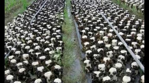 种木耳视频,从播种到收获的视觉教程