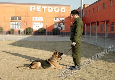 德牧训犬视频,从新手到专家的实战教程