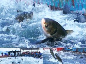 鱼网捕鱼视频,渔夫与自然的和谐共舞