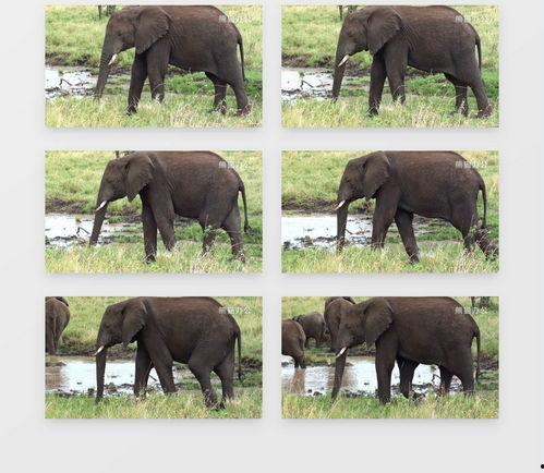 下载大象视频,探索非洲巨兽的生态奥秘