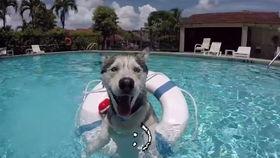 狗刨视频教学,轻松学会游泳技巧