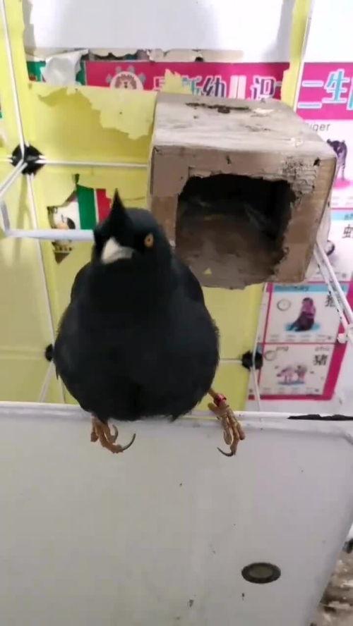 鸟骂人视频,一场啼笑皆非的骂人视频盛宴