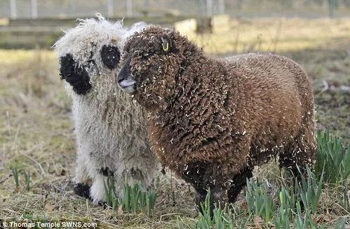 狗与羊锁在一起视频,锁链中的温馨瞬间