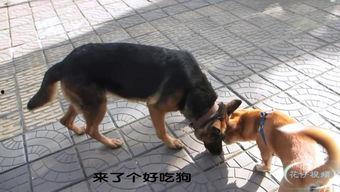 就打德视频,揭秘热门话题背后的真相与观点