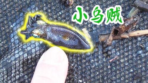 小墨鱼视频,揭秘海洋生物的奇妙世界