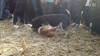 斗狗被咬出内脏视频,现场画面令人心寒