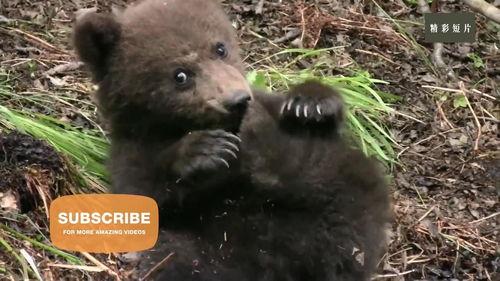 视频三只熊,三只熊的奇幻冒险之旅